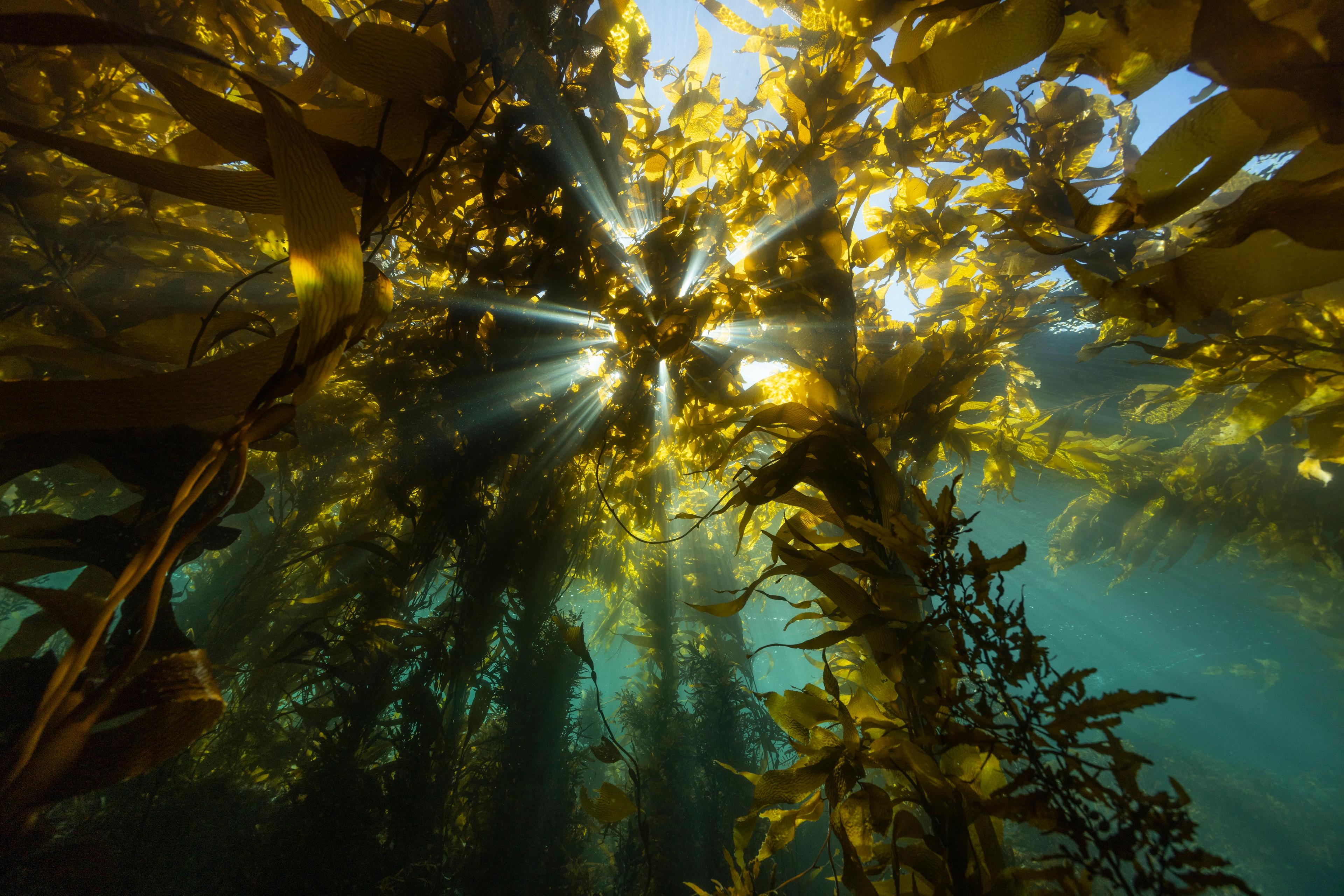 Kelp Forest