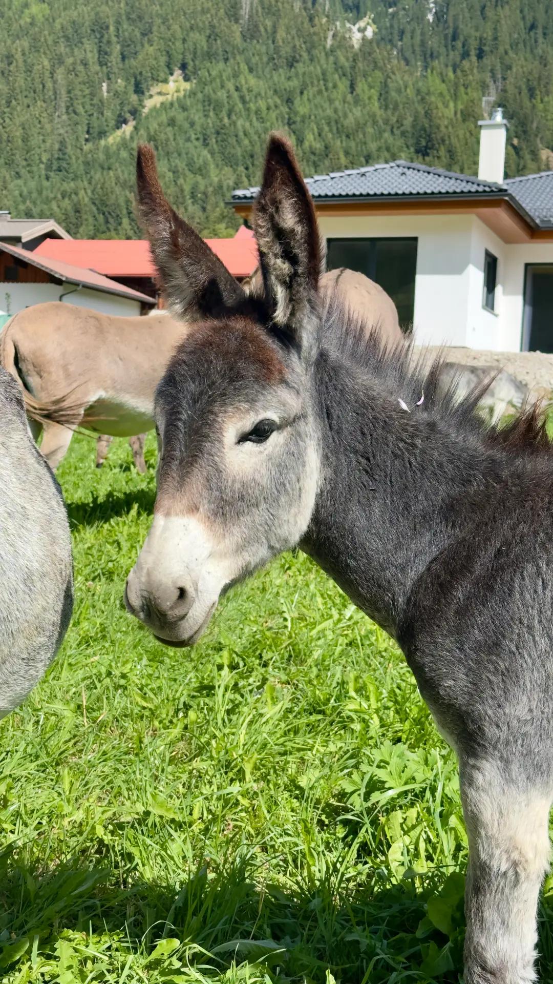 Ein Sonntag zwischen Tannheimer Tal und Oberstdorf – Bild 2