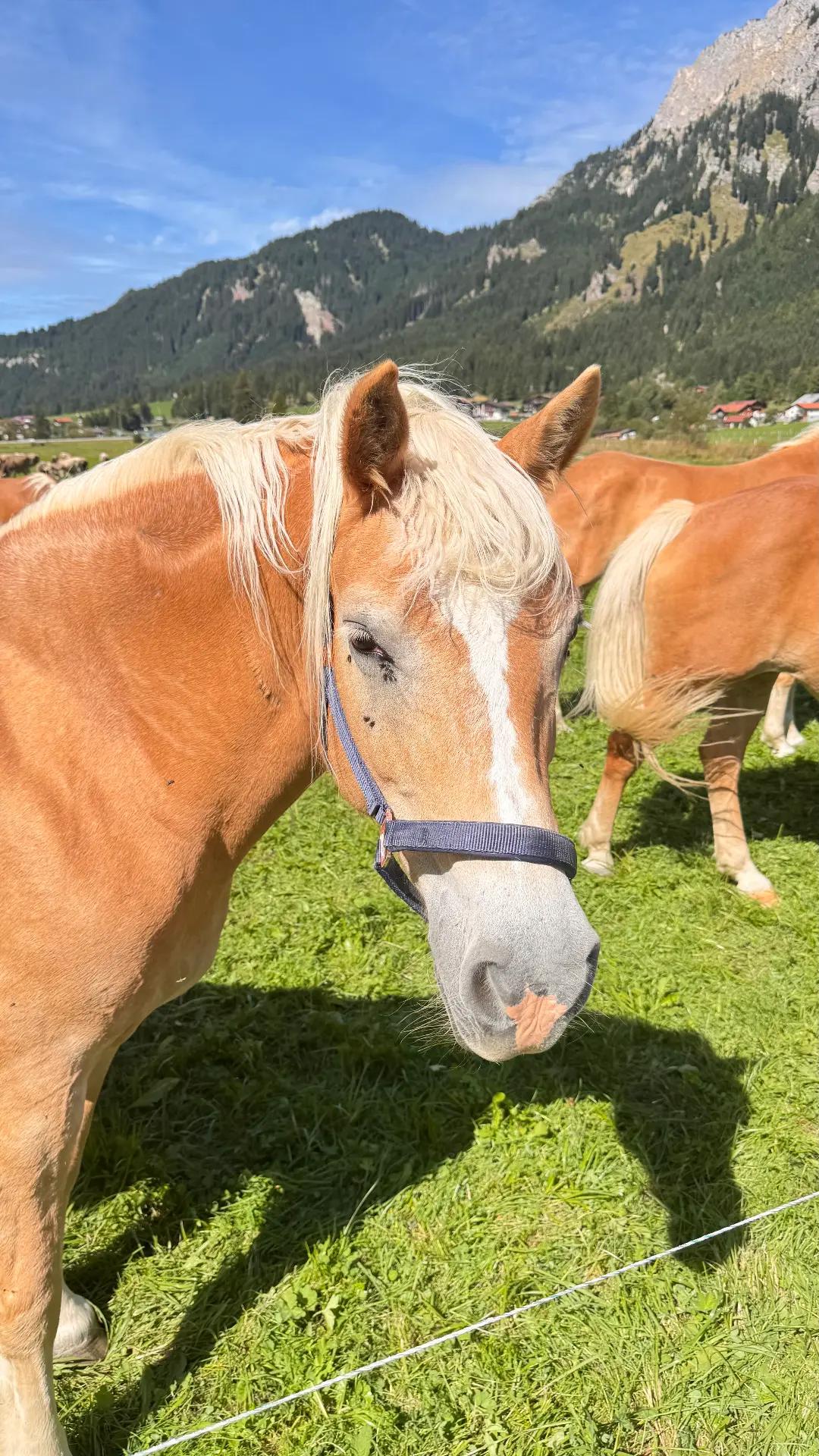 Ein Sonntag zwischen Tannheimer Tal und Oberstdorf – Bild 3