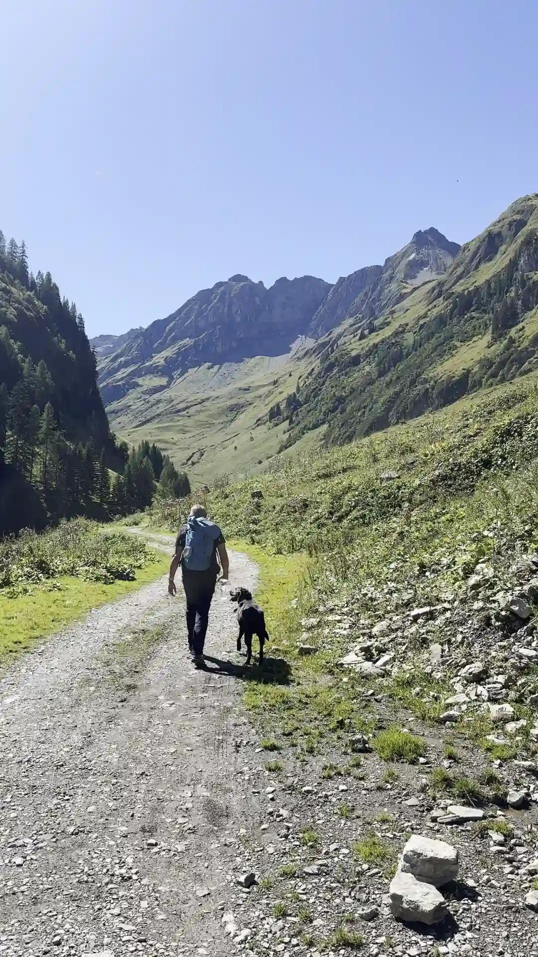 Bach – Baumgartalm im Lechtal 🇦🇹🐾 – Lechtal, Tirol, Austria
