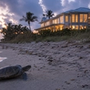 Turtle-Friendly Impact Windows: A Smart Choice for Coastal Homes on Florida’s Treasure Coast