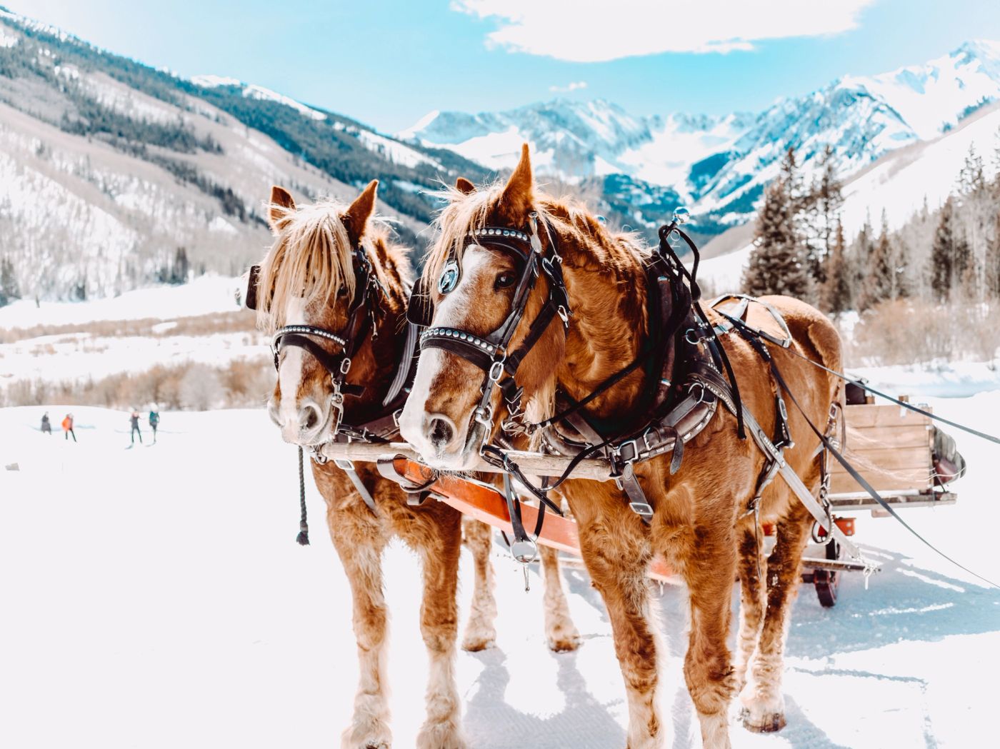 Horse-drawn sleigh ride through a snowy Colorado winter landscape.