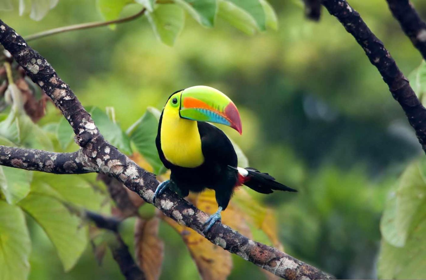 Toucan in the tropical rainforest near Gamboa and Soberanía National Park in Panama.