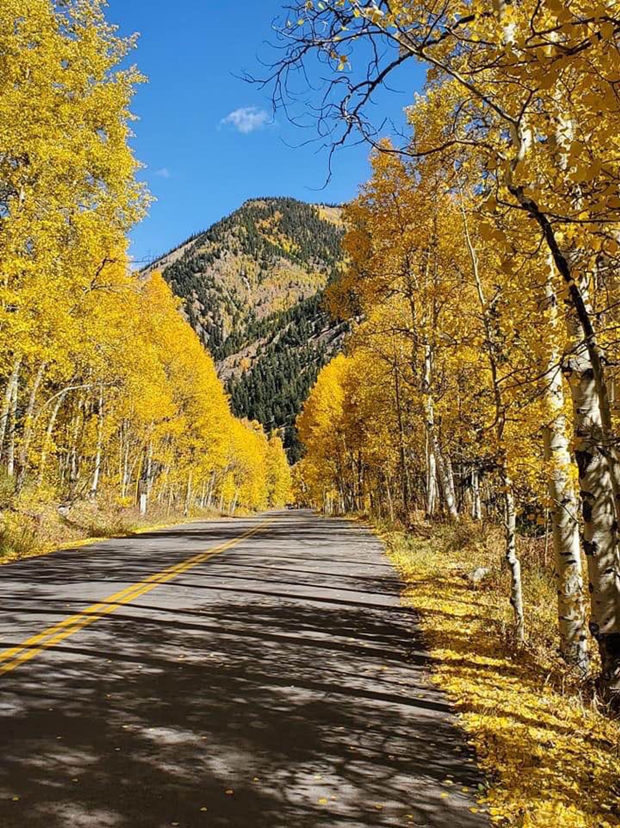 Scenic Colorado mountain road surrounded by golden aspen trees in fall.