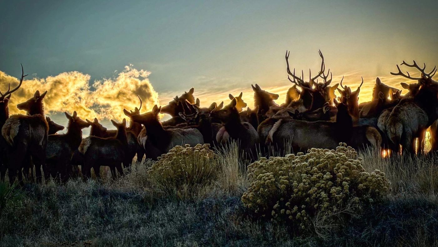 Elk observed in the Colorado mountain landscape.