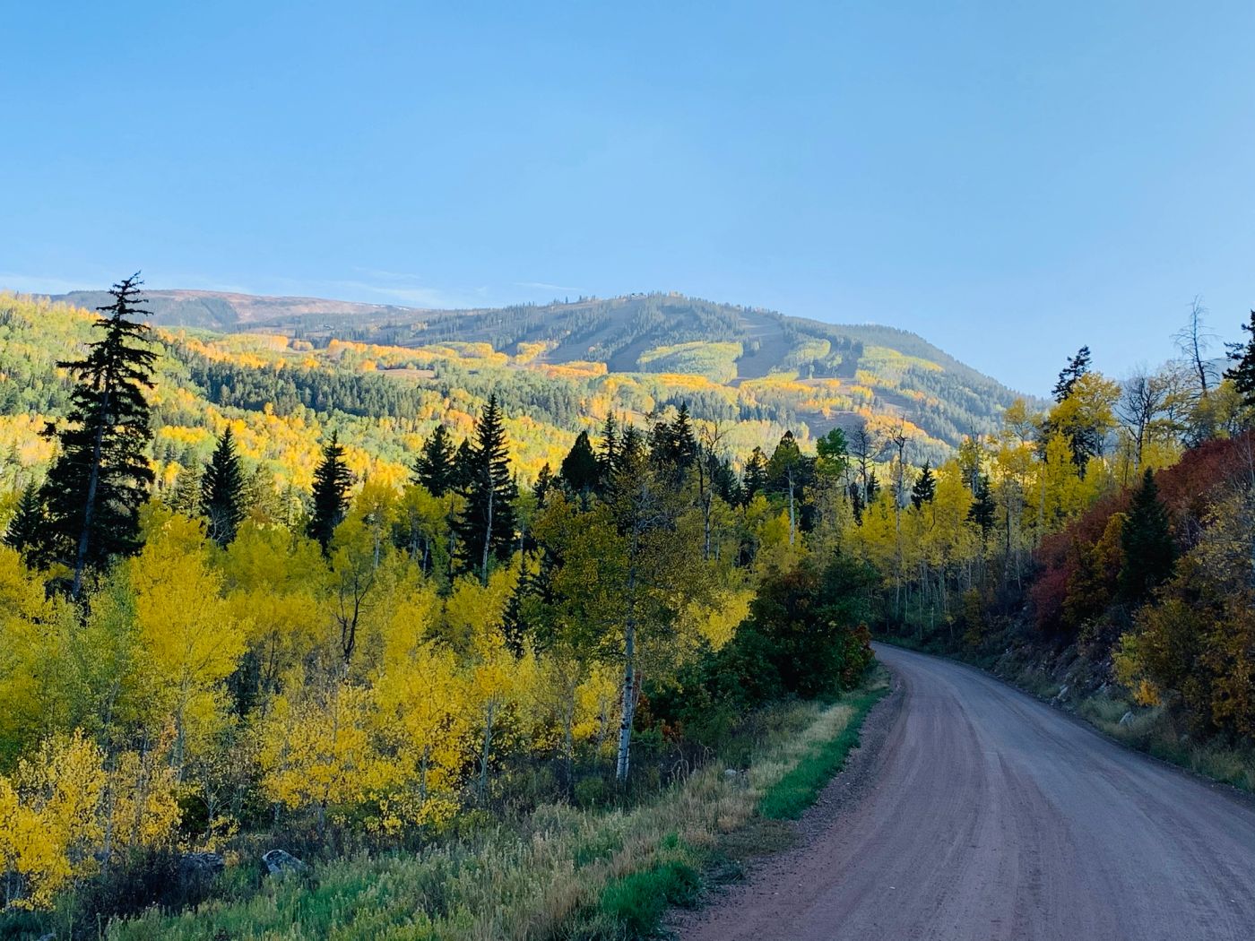 Golden fall foliage in the Colorado mountains.