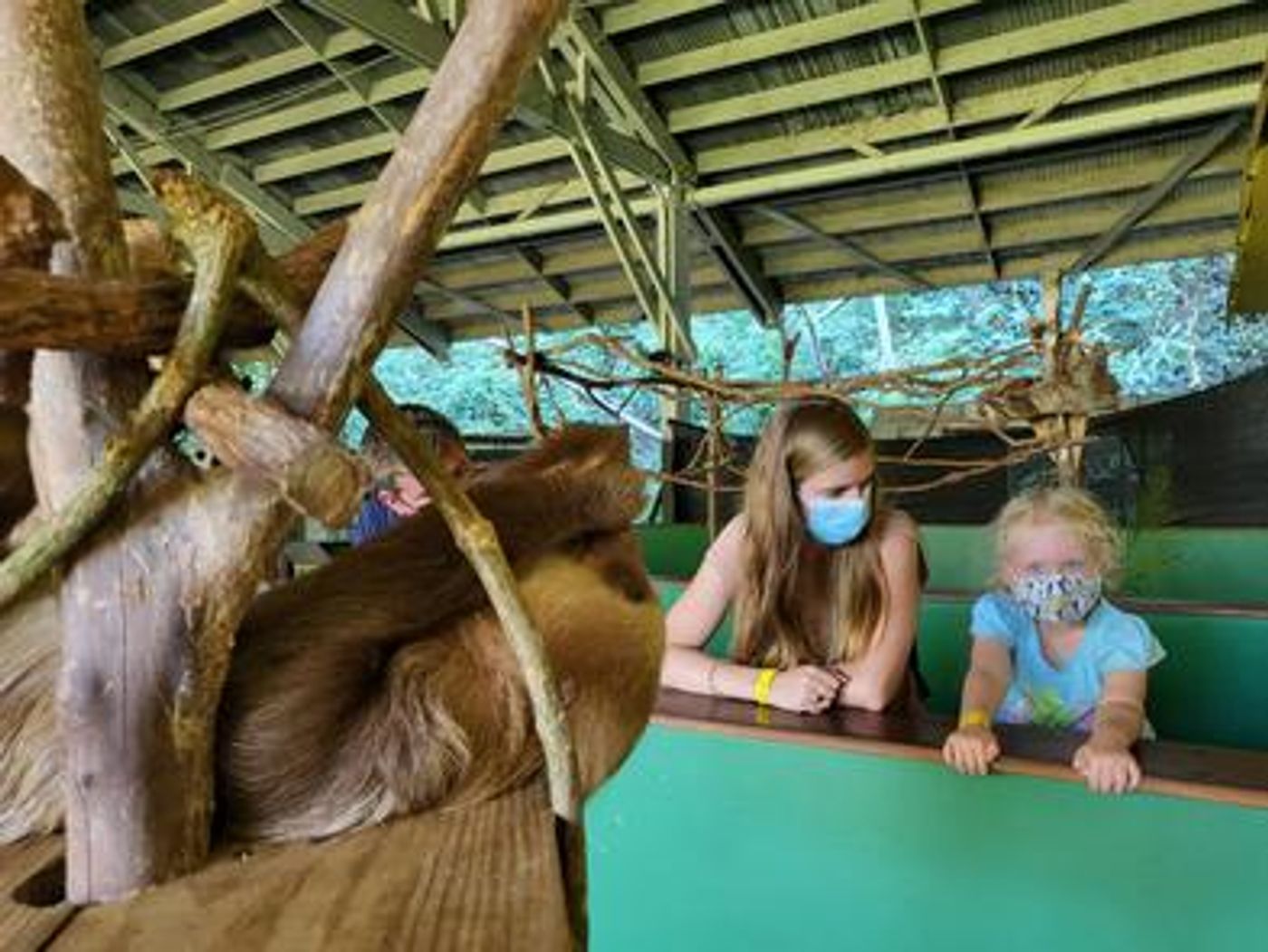 Child observing a sloth during a family wildlife experience in Panama.