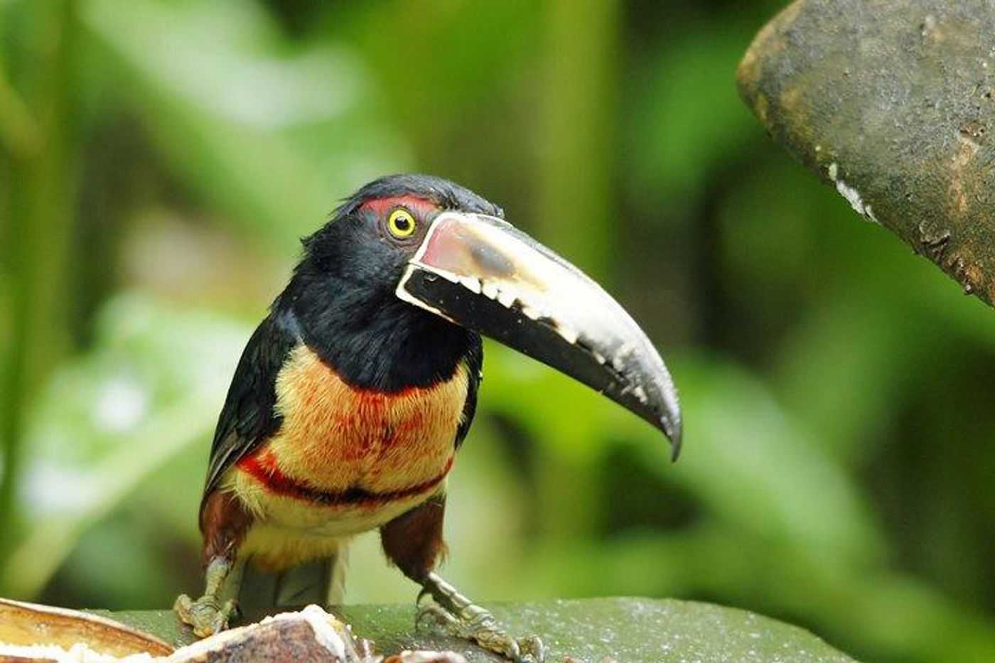 Hundreds of Bird Species Exist In Gamboa and Soberanía National Park in Panama