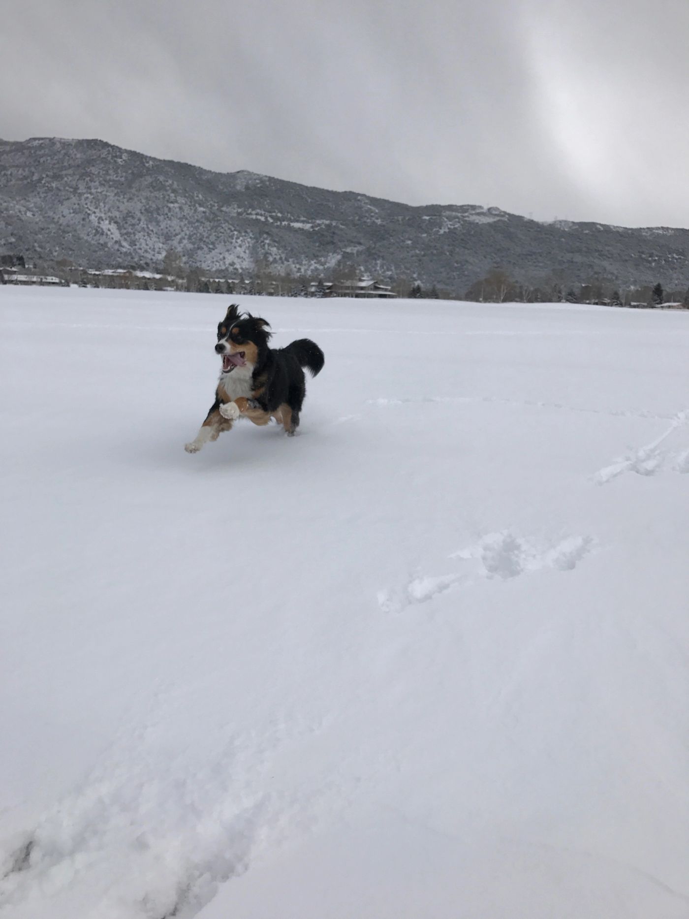 Dog playing in deep snow during winter in Colorado.