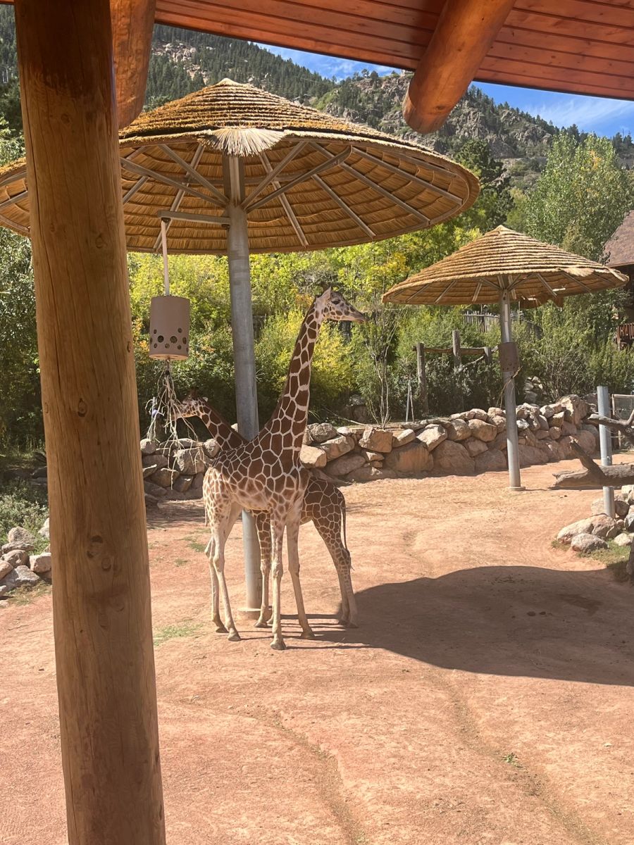 Family-friendly giraffe experience at Cheyenne Mountain Zoo in Colorado Springs.