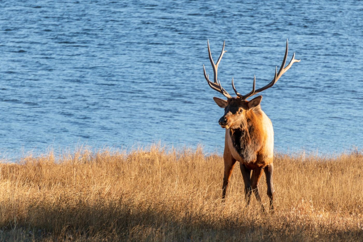 Elk near Lake Estes in Estes Park, Colorado.