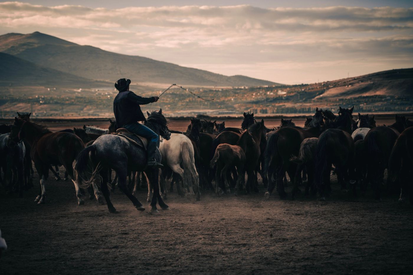 Cattle on a working ranch surrounded by Colorado mountain landscape.