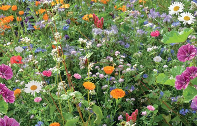 there are many different types of flowers in this field .