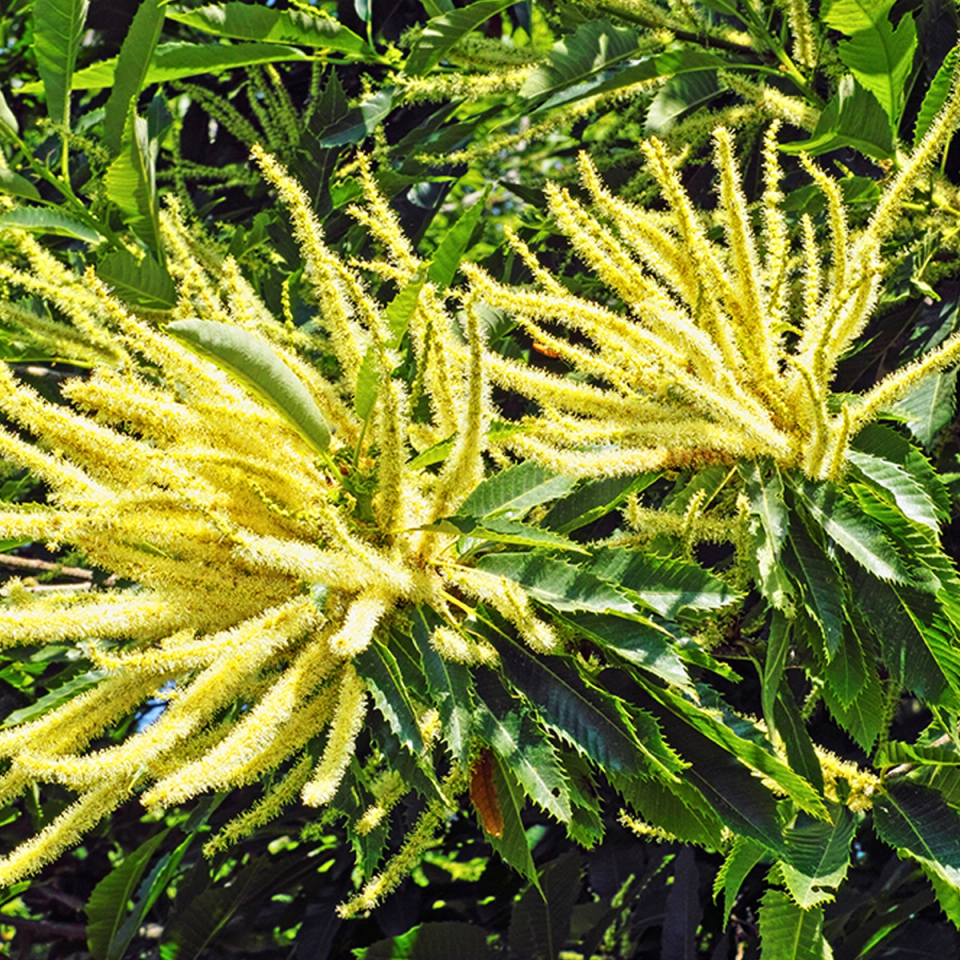 a tree with yellow flowers and green leaves