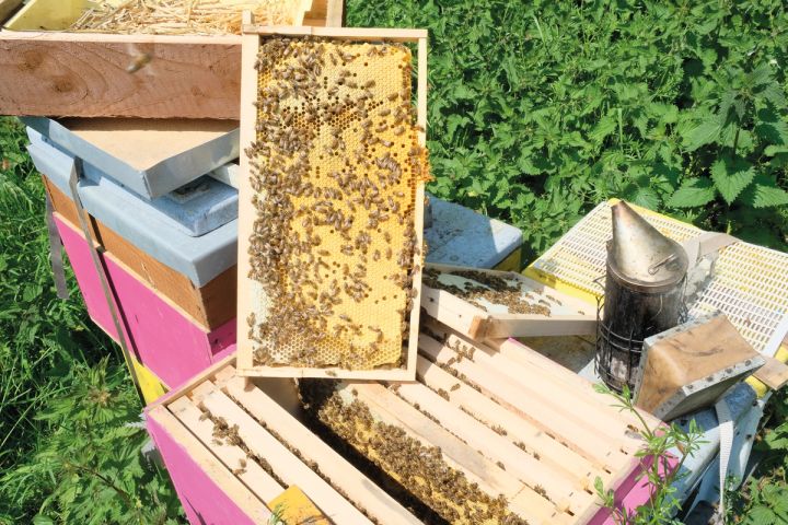 a beehive filled with bees and a honeycomb .