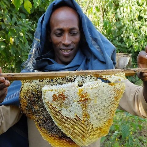 a man is holding a piece of honeycomb in his hands .
