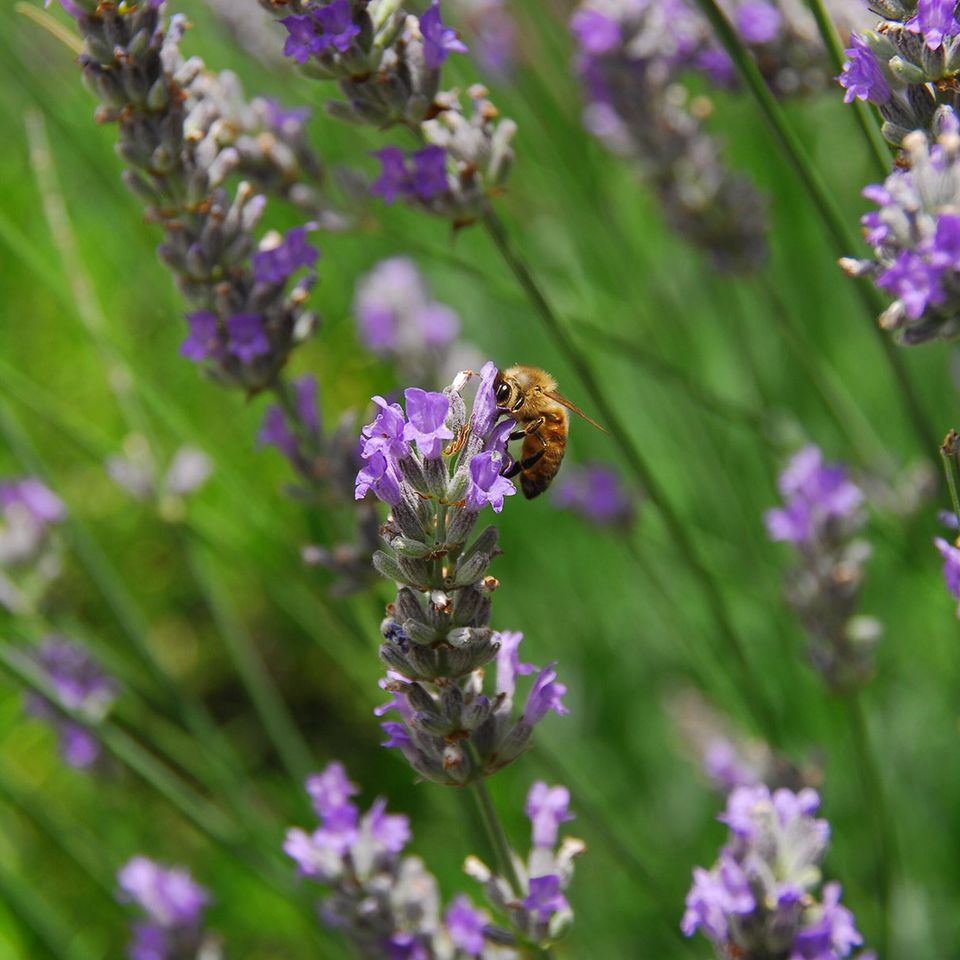 a bee is sitting on a purple flower in a field .