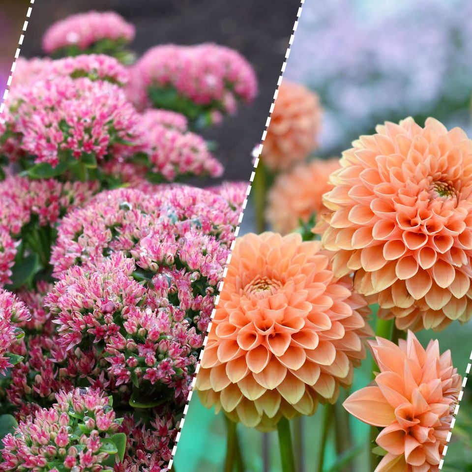 a collage of four pictures of different types of flowers .
