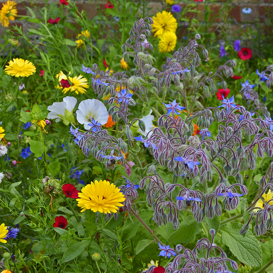 a field of flowers including yellow and blue flowers