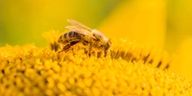 a bee is sitting on top of a yellow sunflower .