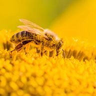 a bee is sitting on top of a yellow sunflower .