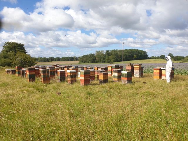 a beekeeper is standing in a field of beehives .