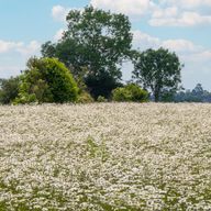 a field of daisies with trees in the background on a sunny day .