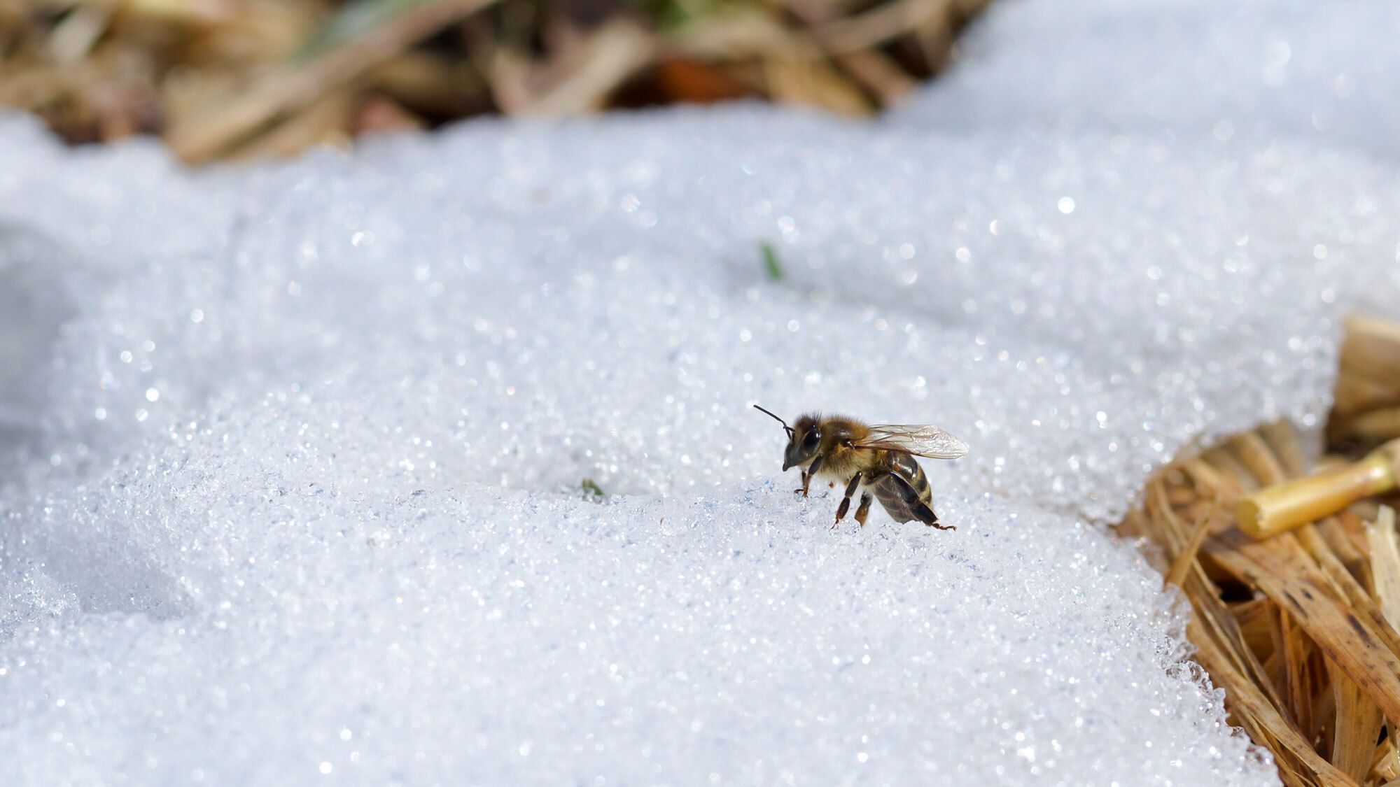 What happens to honey bees in winter? Rowse Honey
