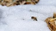 a bee is sitting on top of a pile of snow .