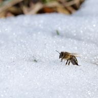 a bee is sitting on top of a pile of snow .