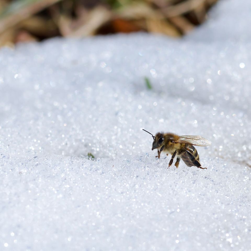 a bee is sitting on top of a pile of snow .