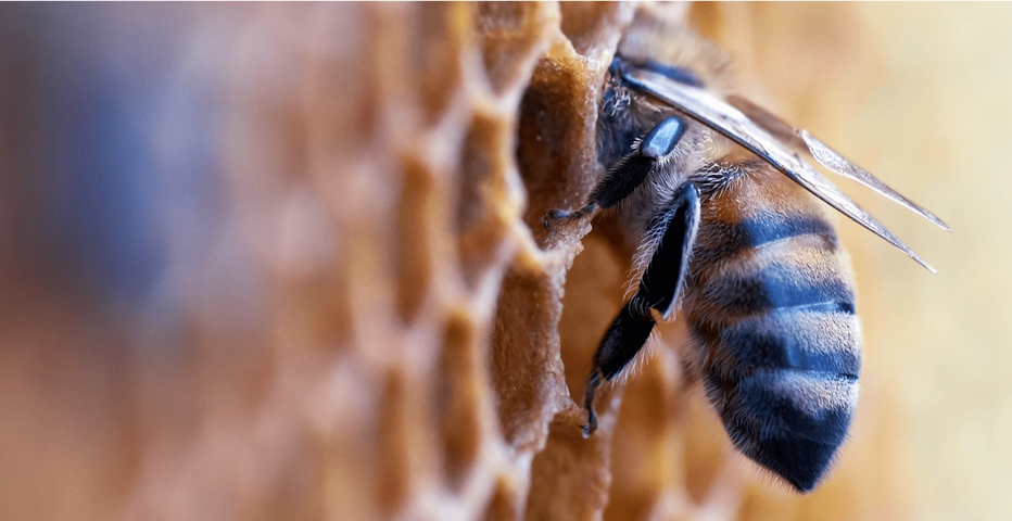 a close up of a bee on a honeycomb