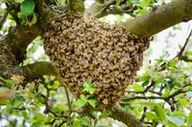 a large beehive is hanging from a tree branch .