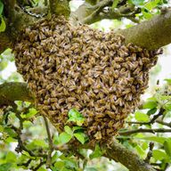 a large beehive is hanging from a tree branch .