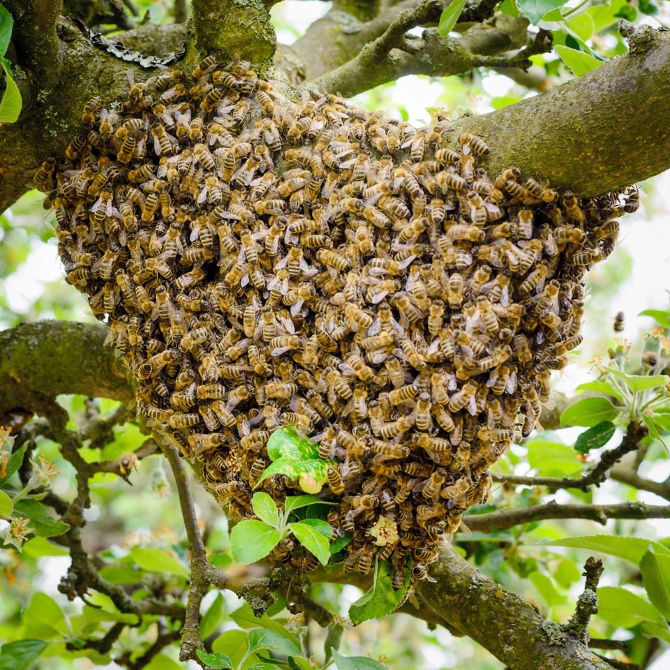 a large beehive is hanging from a tree branch .