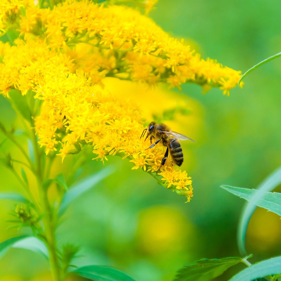 a bee is sitting on a yellow flower .