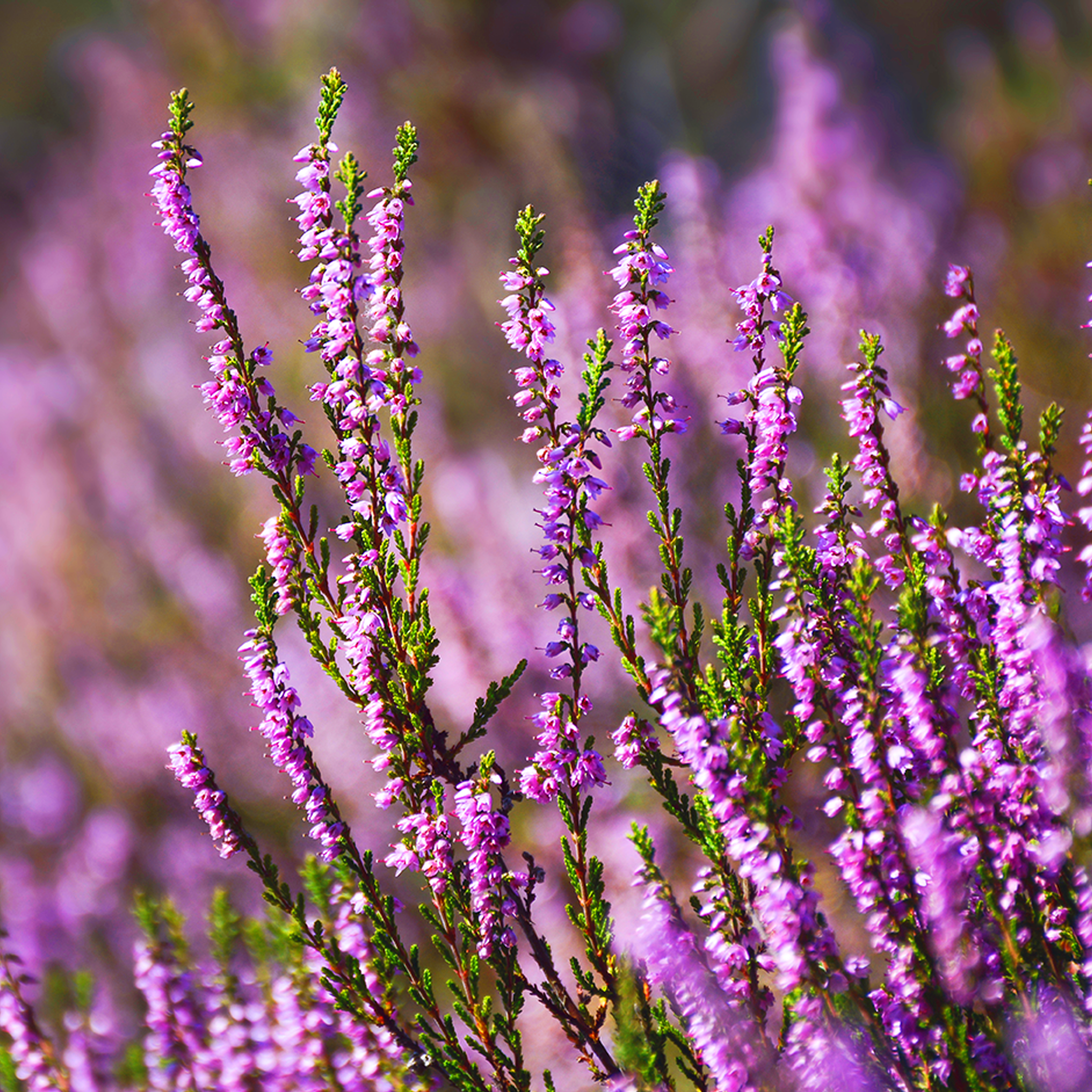 a bush with purple flowers and green leaves