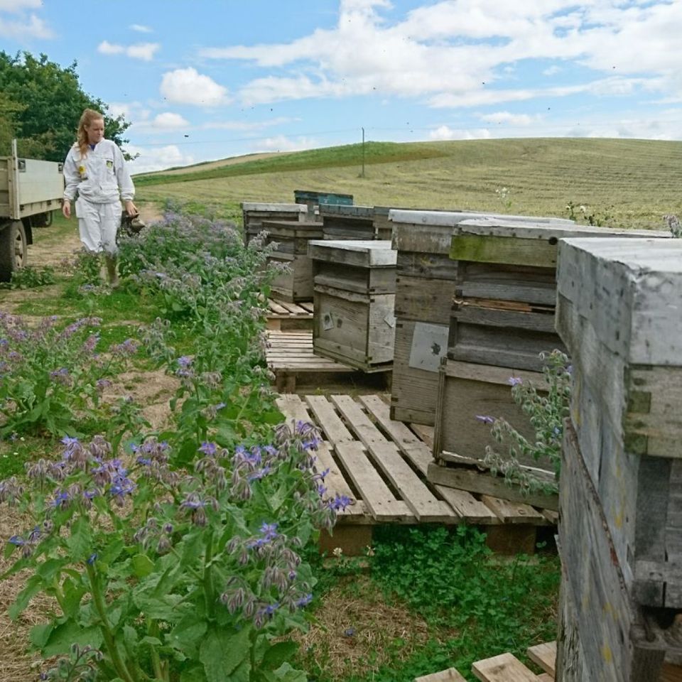 a beekeper woman walking through a field of beehives .