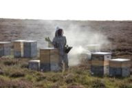 a beekeeper is standing in a field of beehives .