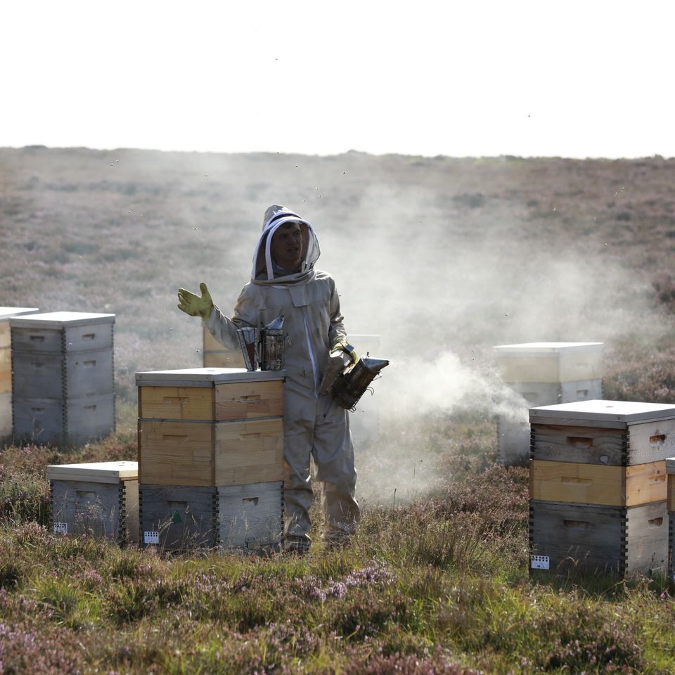 a beekeeper is standing in a field of beehives .