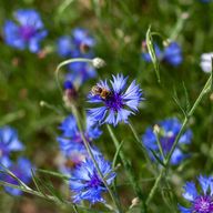 a bee is sitting on a blue flower in a field .