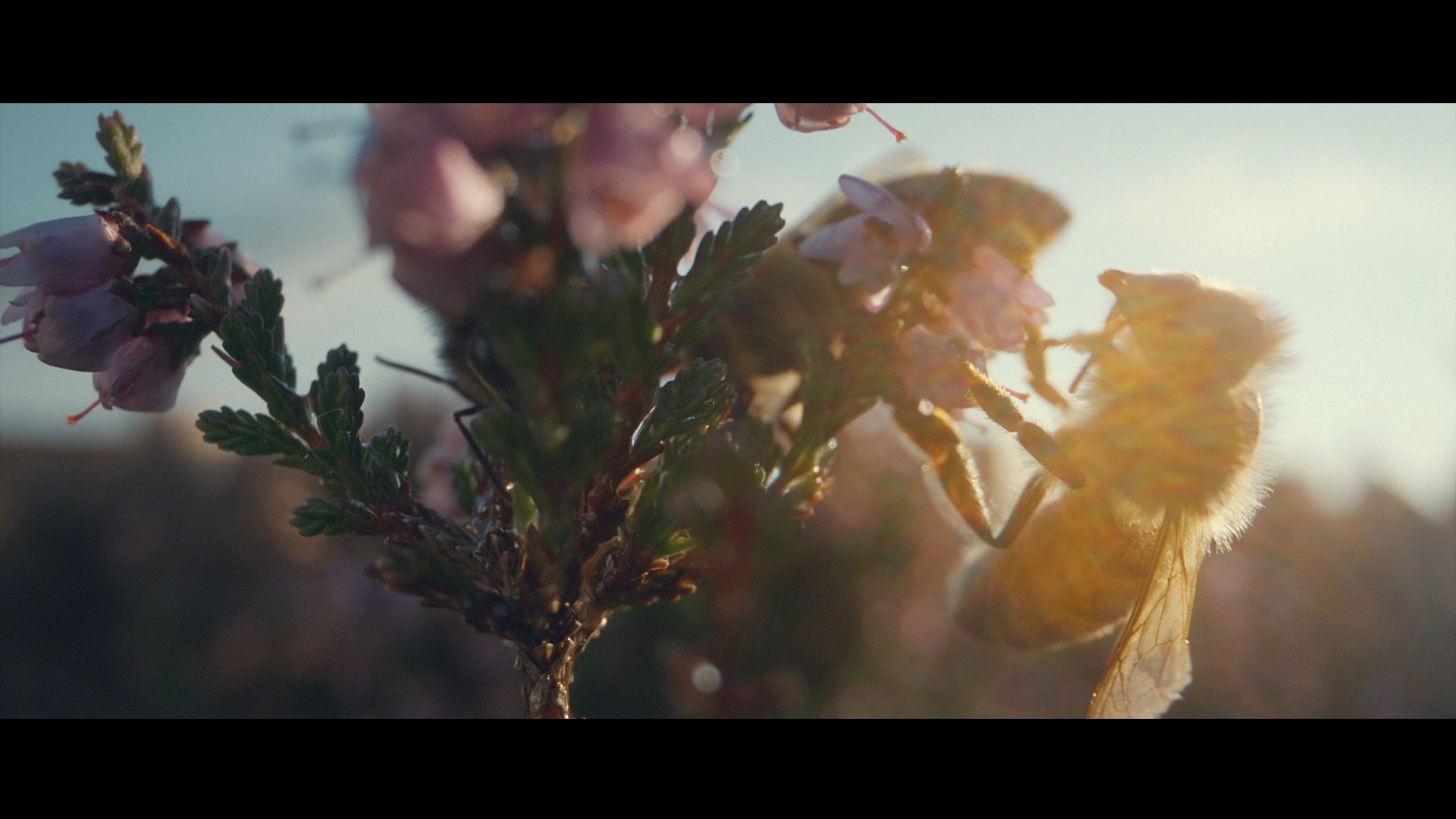 a close up of a bee sitting on top of a flower .