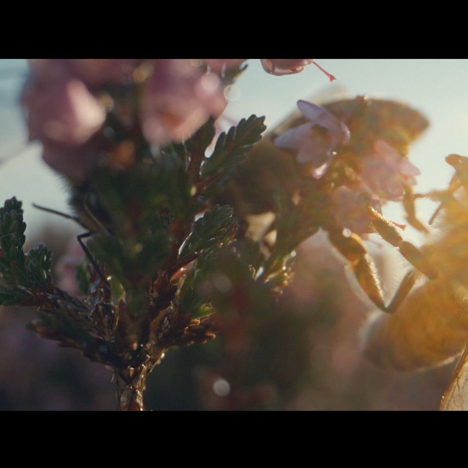 a close up of a bee sitting on top of a flower .