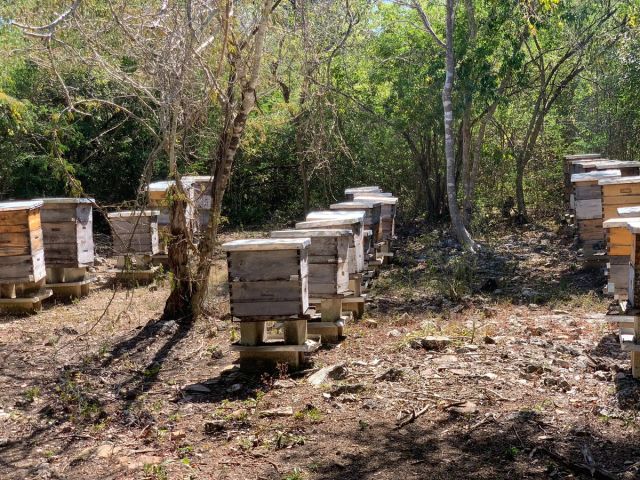 a row of beehives are sitting in the middle of a forest .