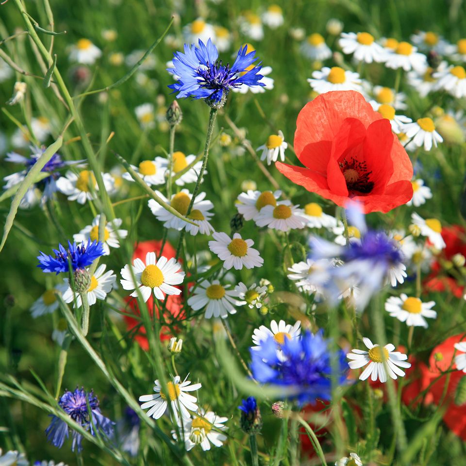 there are many different types of flowers in this field .