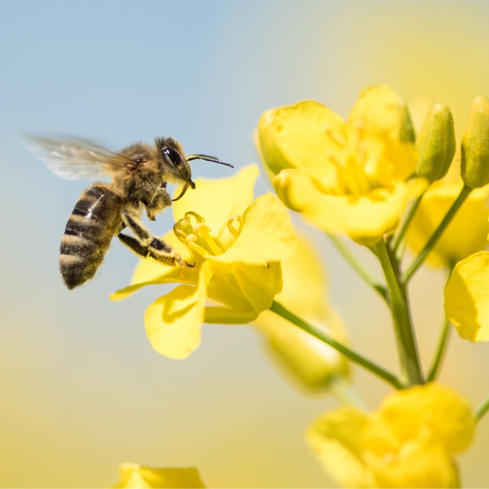a bee is sitting on a yellow flower .