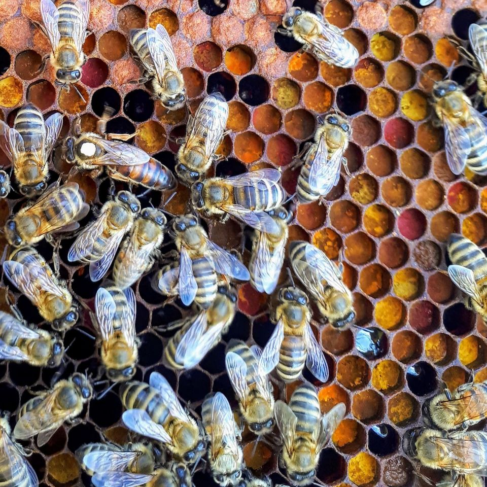 a close up of a group of bees on a honeycomb