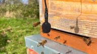 a group of bees are flying around a microphone attached to a beehive .