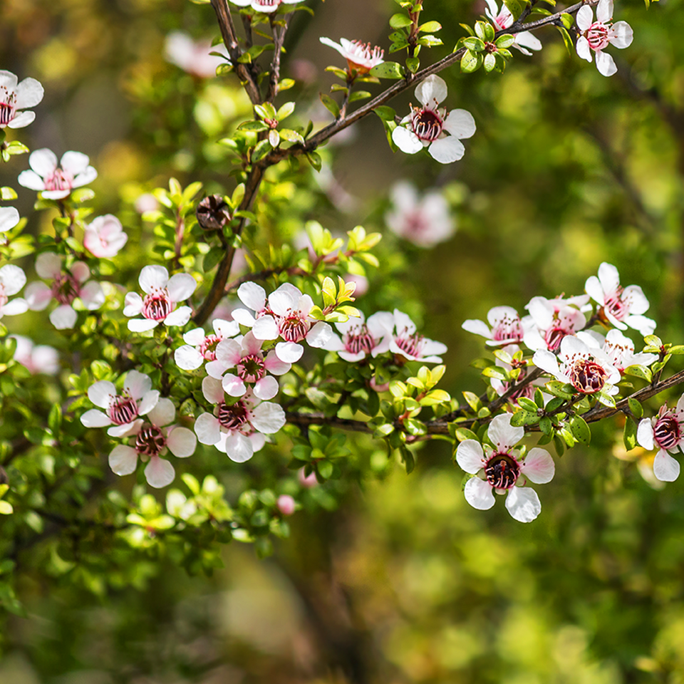 a tree branch with pink and white flowers and green leaves