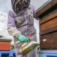 a beekeeper stands in front of beehives, calming them with smoke